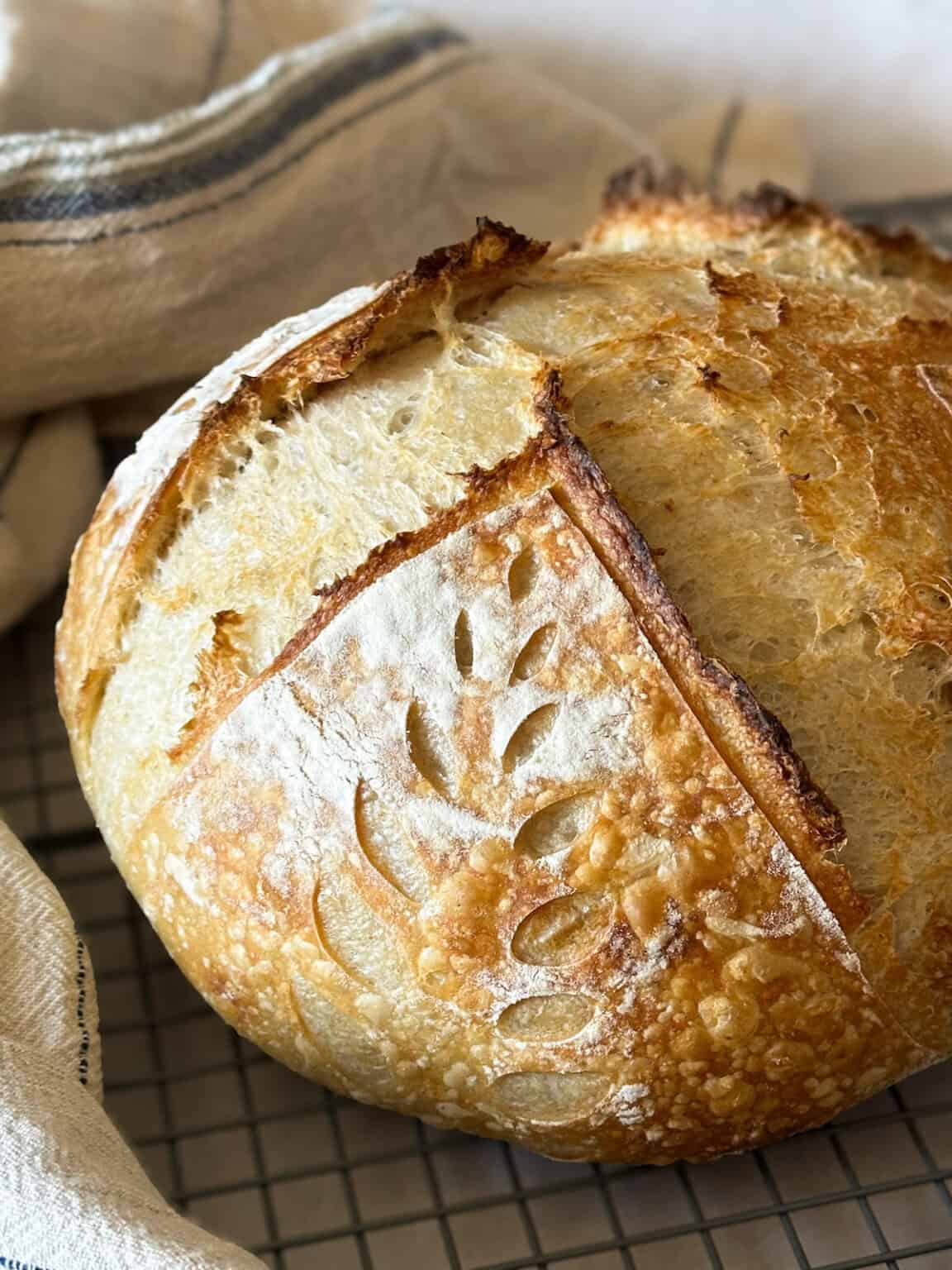 Maurizio Leo’s The Perfect Loaf Launches Step-by-Step Beginner Sourdough Guide
