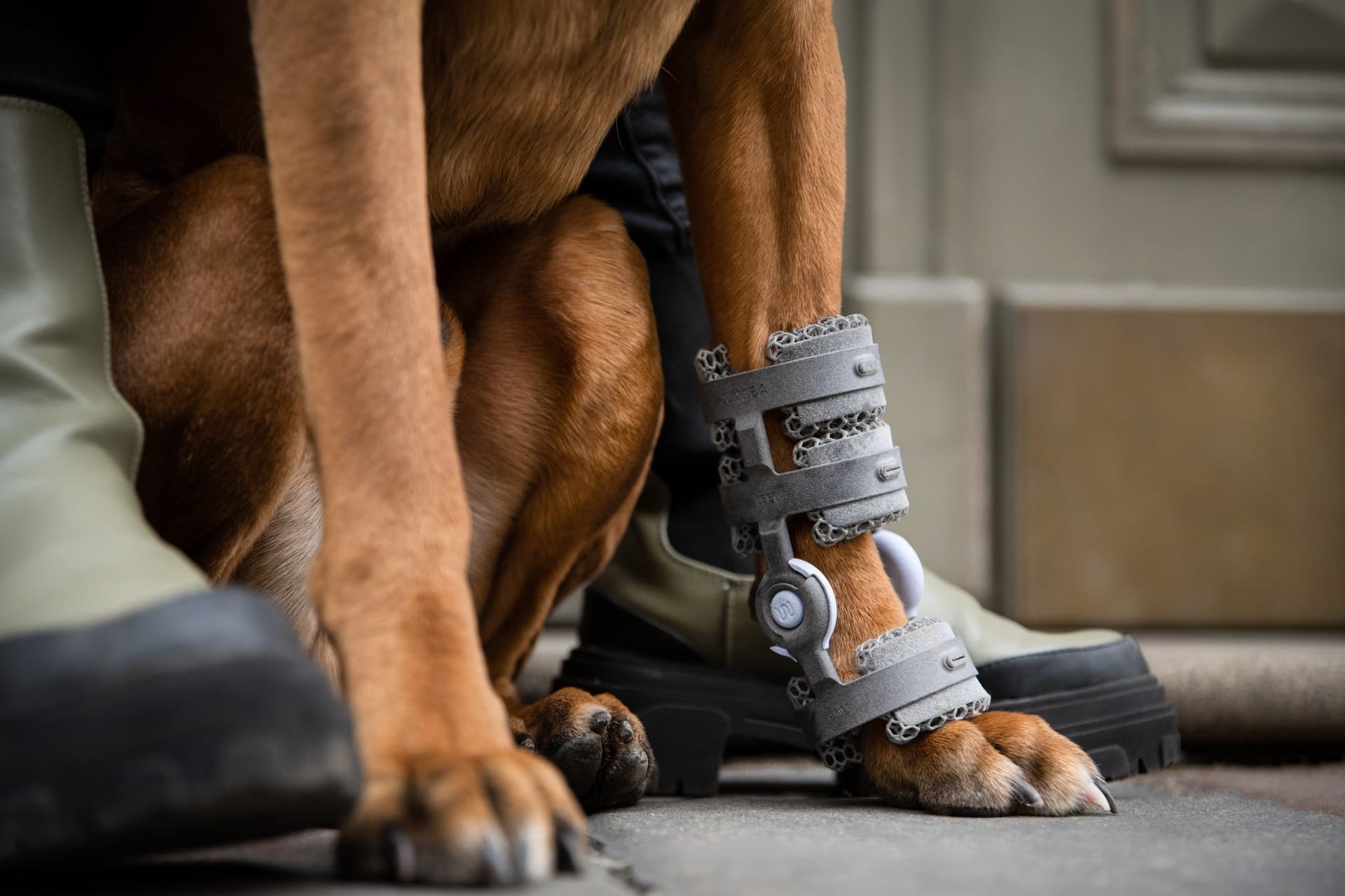 University of Tennessee Researchers Measure Elastic Band Forces for Veterinary Therapy