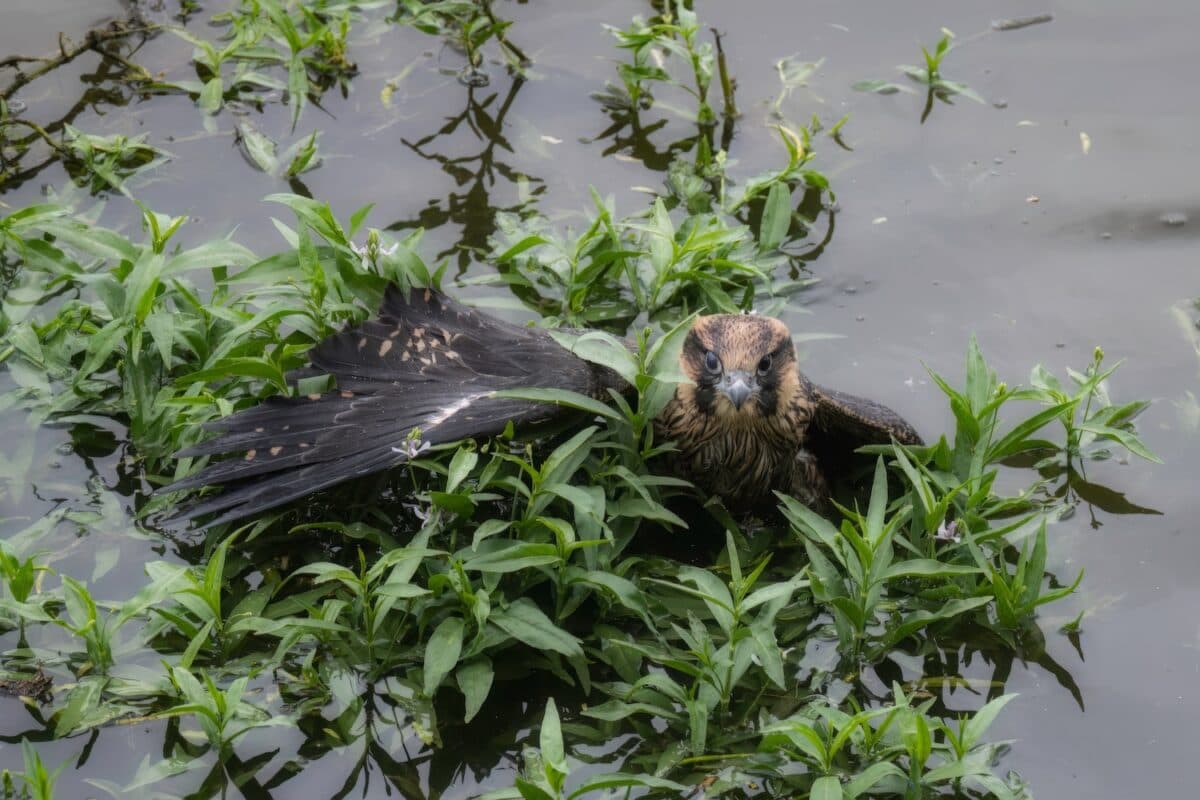 Downtown Aurora peregrine chick rescued after plunge into Fox River