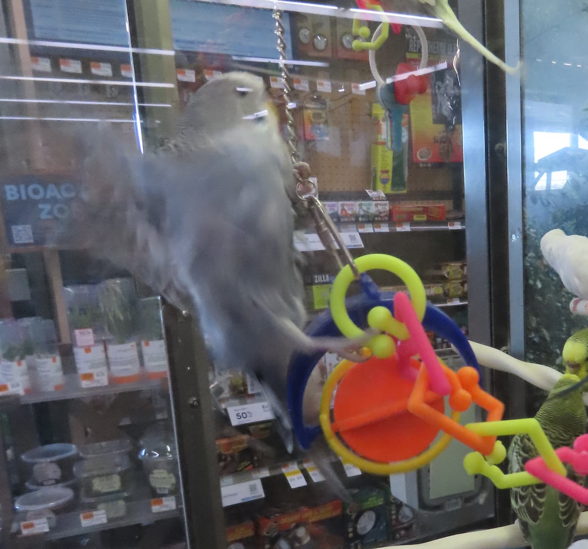 Fatal Entanglement Prompts Parrot Blog Warning: Audit Toys for Loose Netting