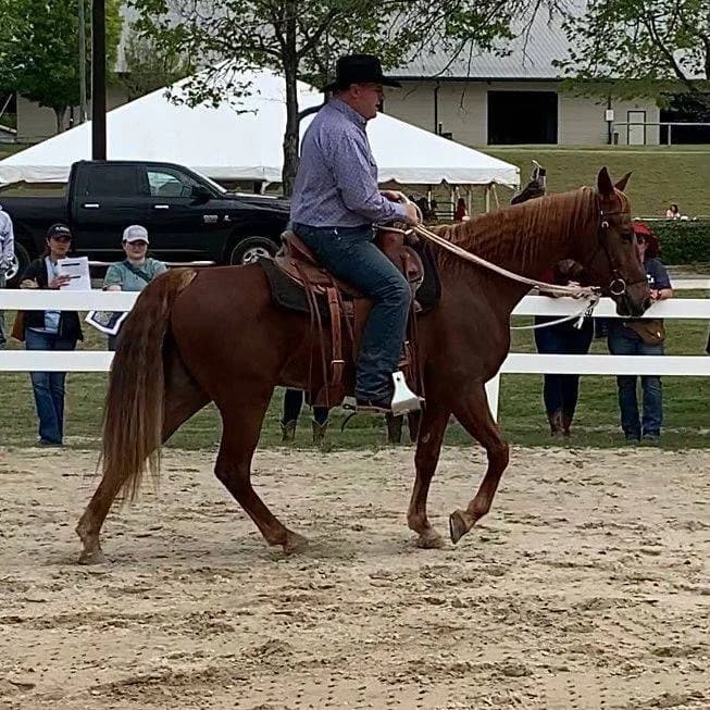 Gaited Horse Clinic Returns to Brooksville, Focuses on Horse First Care
