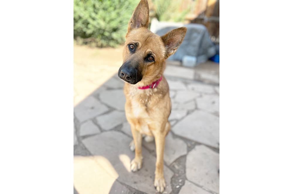 County assumes shelter operations, officials report staffing and service improvements