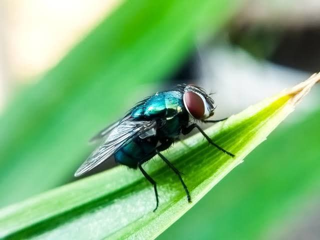 What to know about screwworm, a rare but dangerous parasite