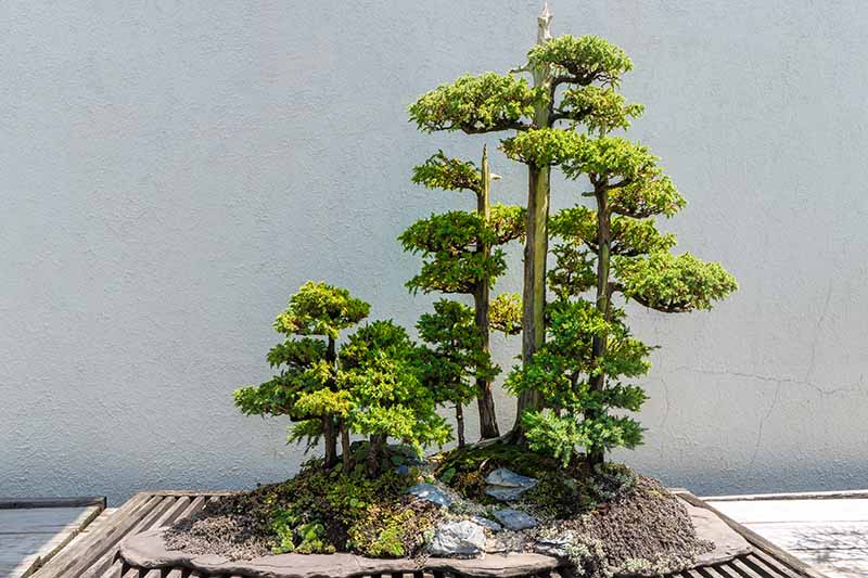 San Diego Bonsai Club updates hub with January event details