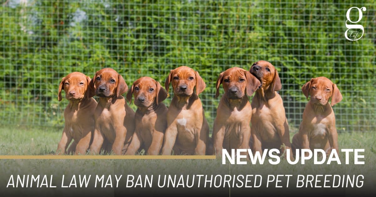 AKC Urges Georgia Breeders to Act as SB 590 Hearing Looms