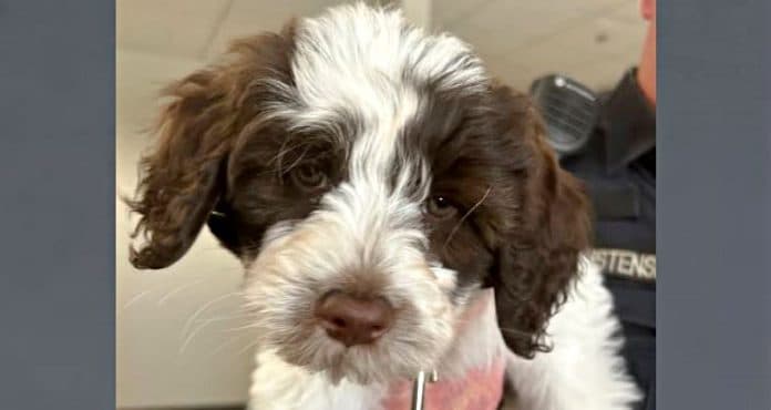 Orem Police welcome energetic Portuguese water dog Hudson to K-9 program