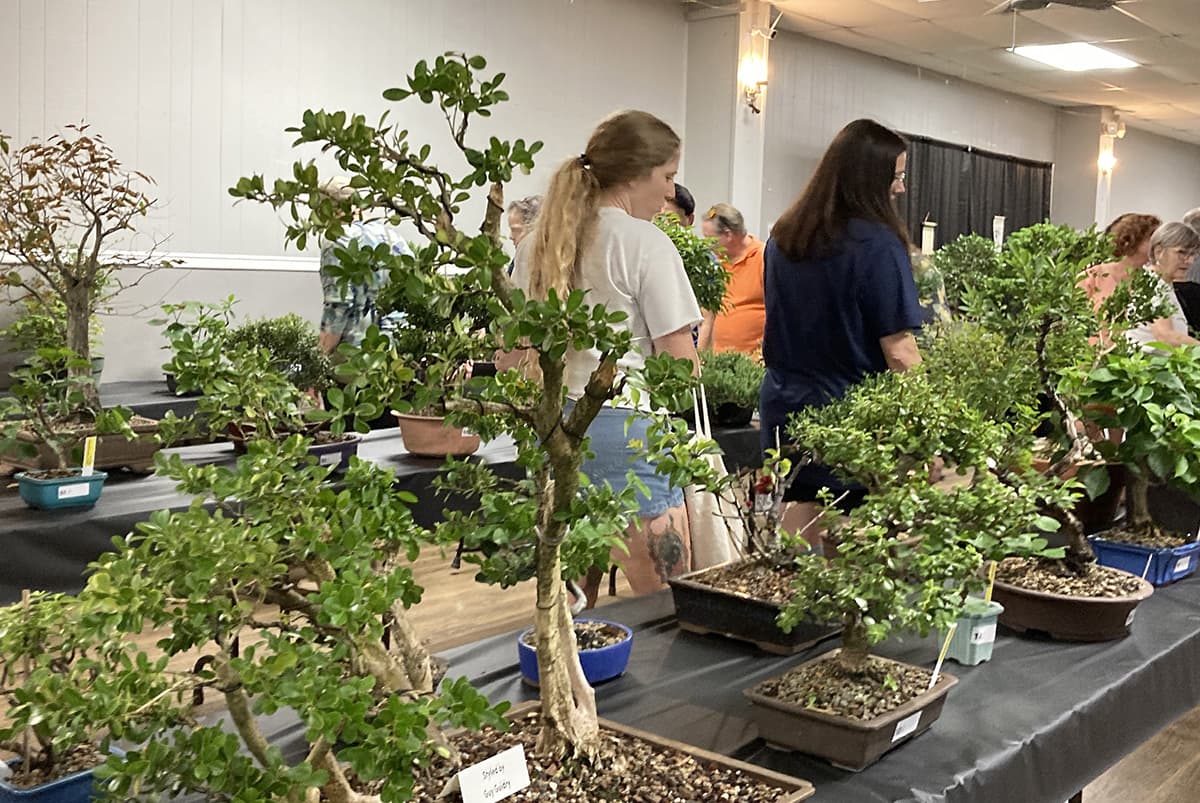 Greater New Orleans Bonsai Society marks 50 years with public demo