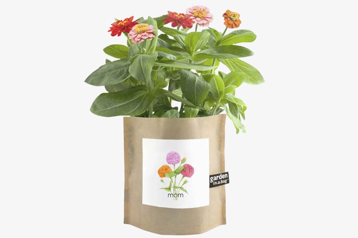 Earth Day Gift Picks Make Sustainable Giving Easy and Practical