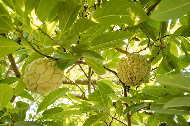 Custard apples thrive in dry India, offering farmers a resilient crop