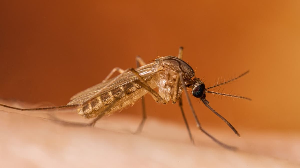 First Fresno County West Nile virus sign found in dead bird