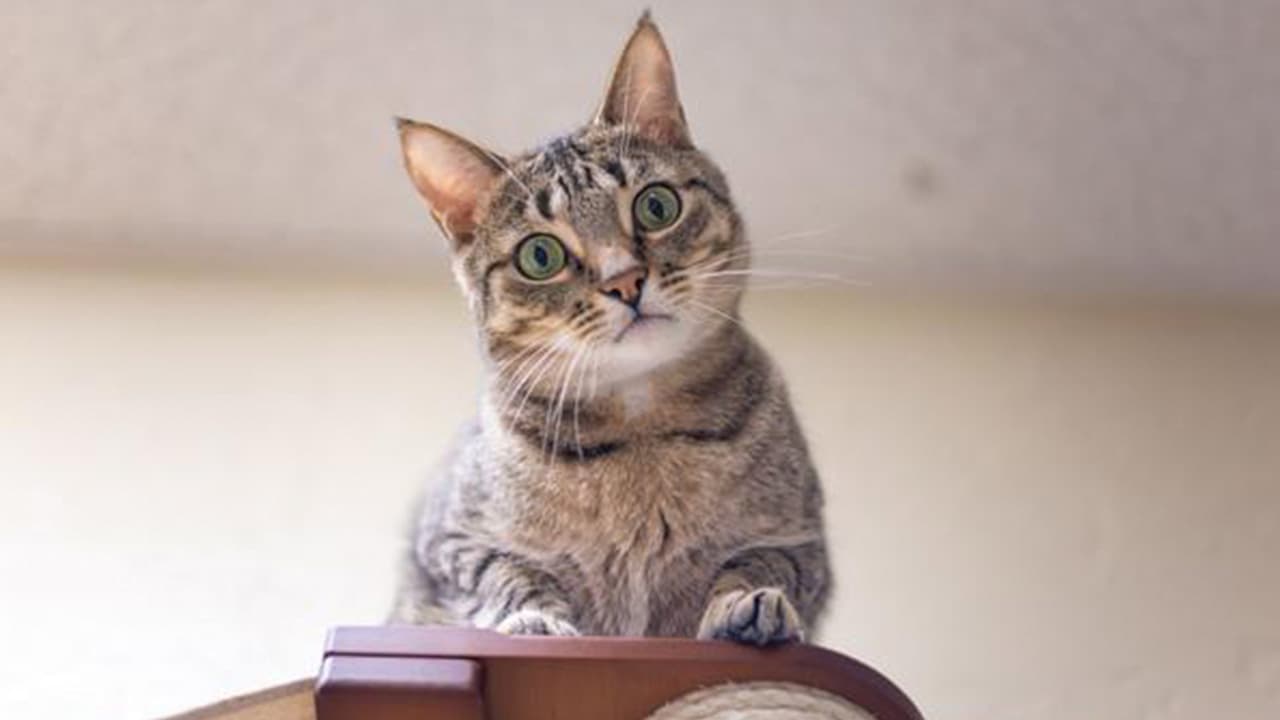 Shy but playful Harvey seeks a steady home in Fresno County