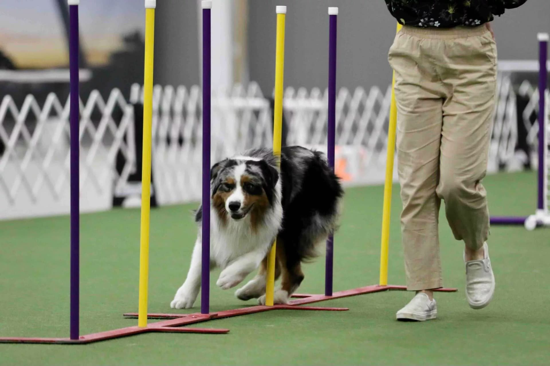 Shelby StMary turns early agility disappointment into steady success