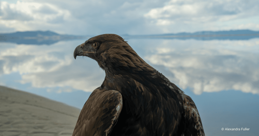 HawkWatch raptors bring falconry outreach to weddings and birthdays