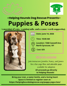 Helping Hounds puppy yoga class raises funds for rescue dogs