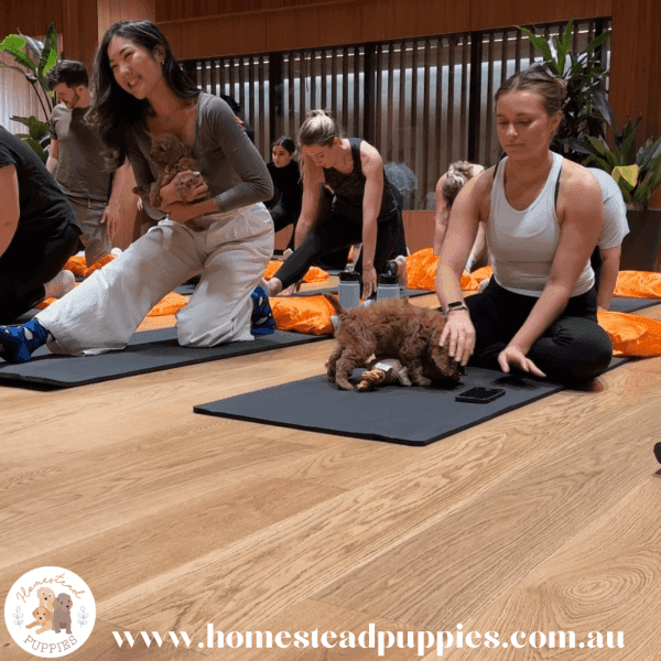 Israeli Soldiers Attend Melbourne Puppy Yoga Retreat, Sparking Animal Welfare Debate