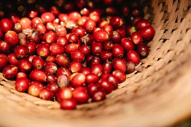 Kirin turns coffee cherry waste into fermented beverage ingredient