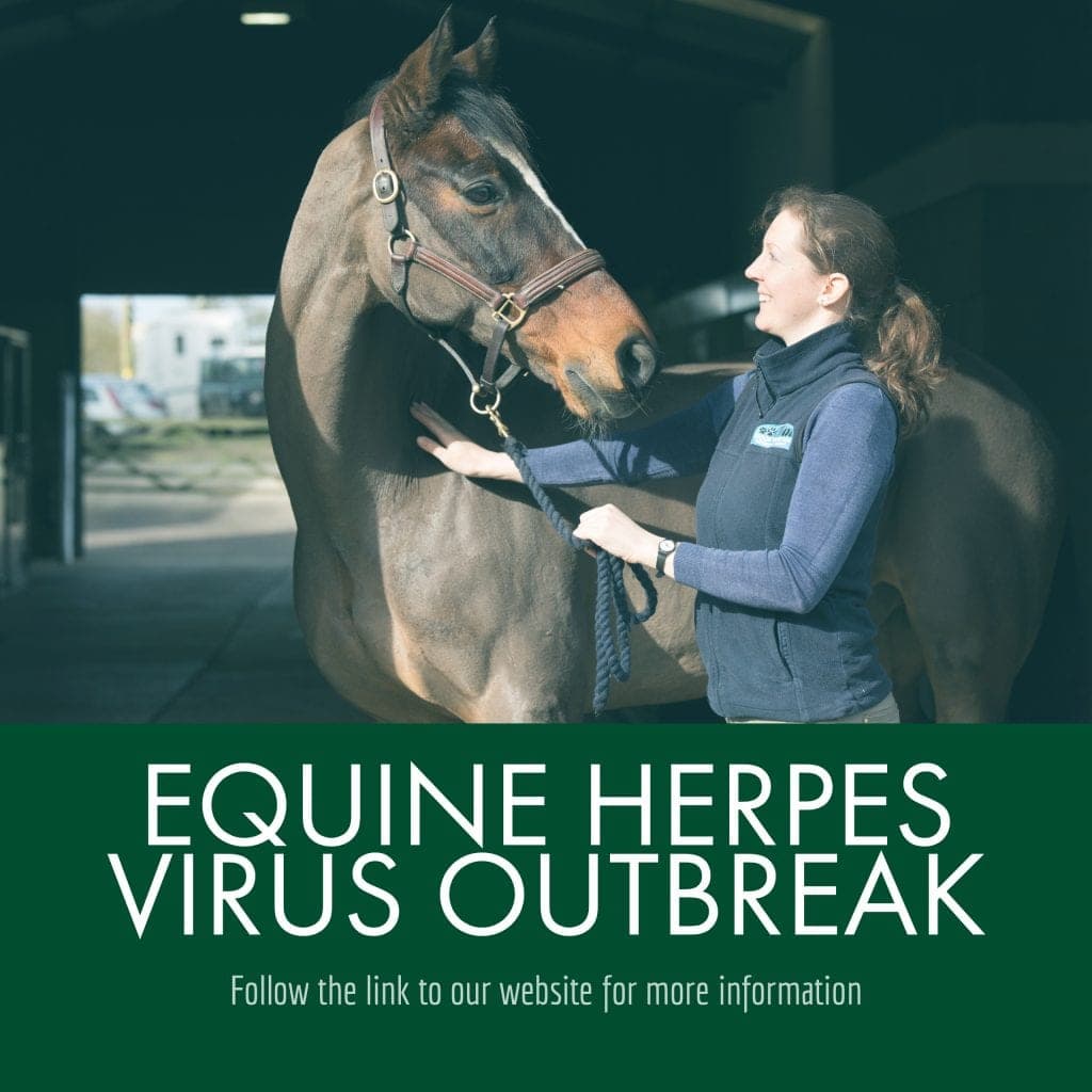 Equine Herpesvirus 1 Outbreak Prompts Precautionary Measures in Los Alamos