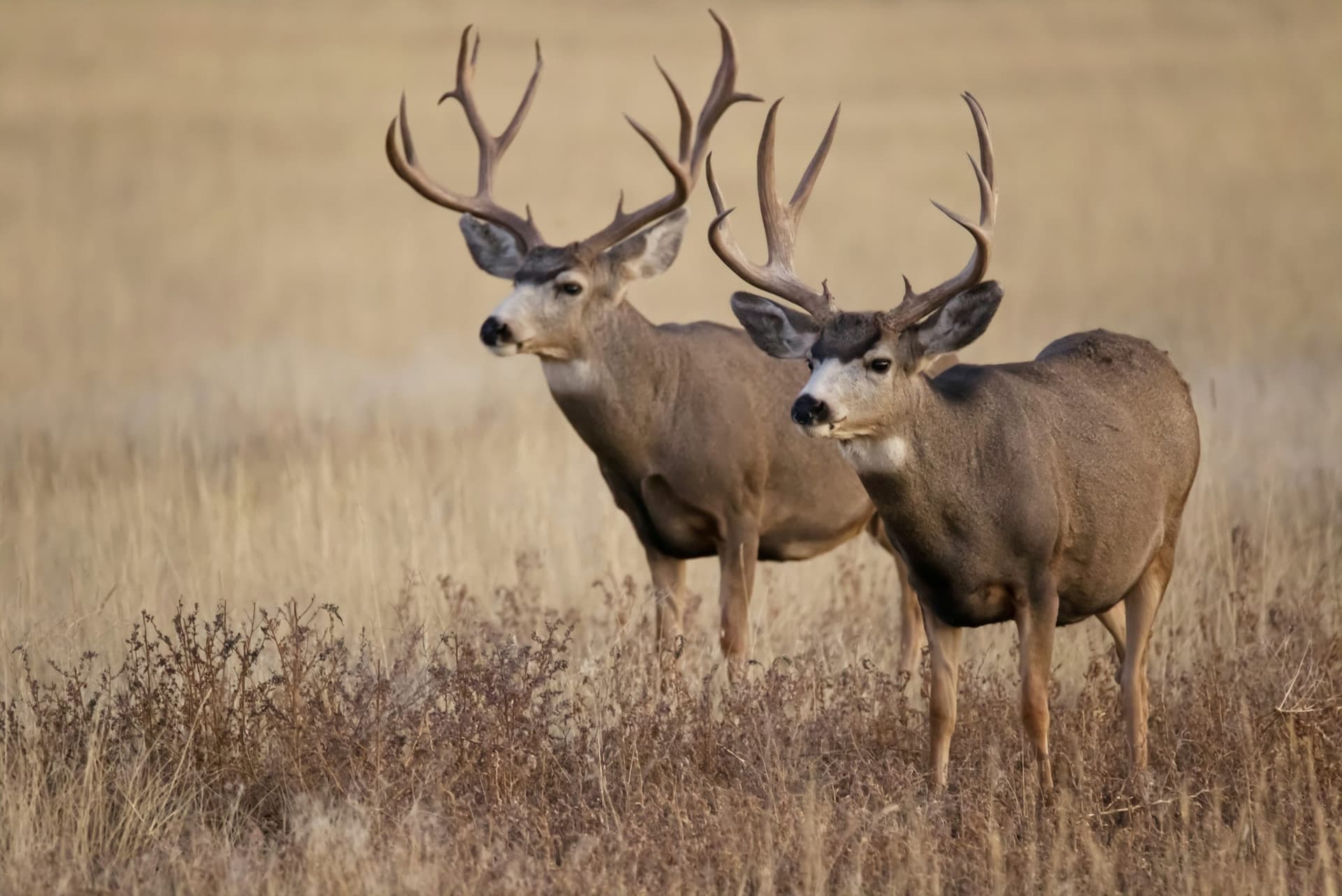 Oklahoma wildlife agency activates CWD response after Cimarron deer test positive