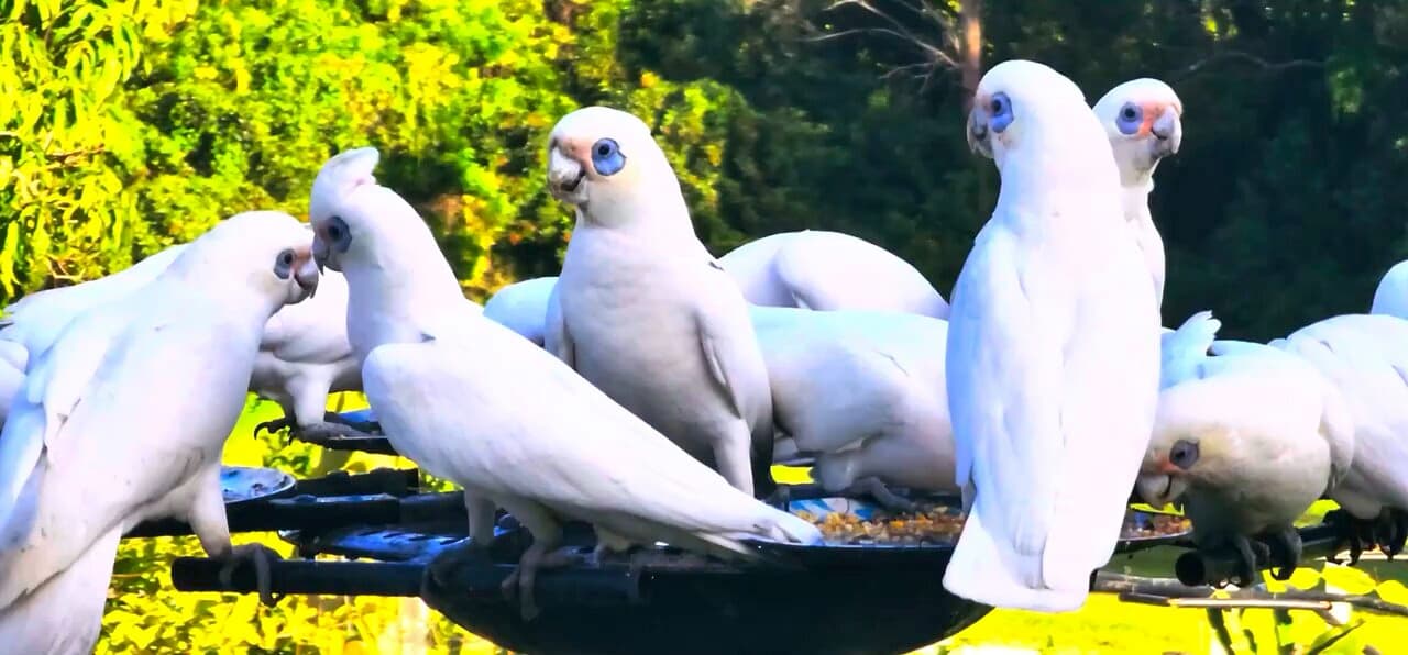 Photographer Saves Corella from River, WIRES Provides Critical Holiday Support