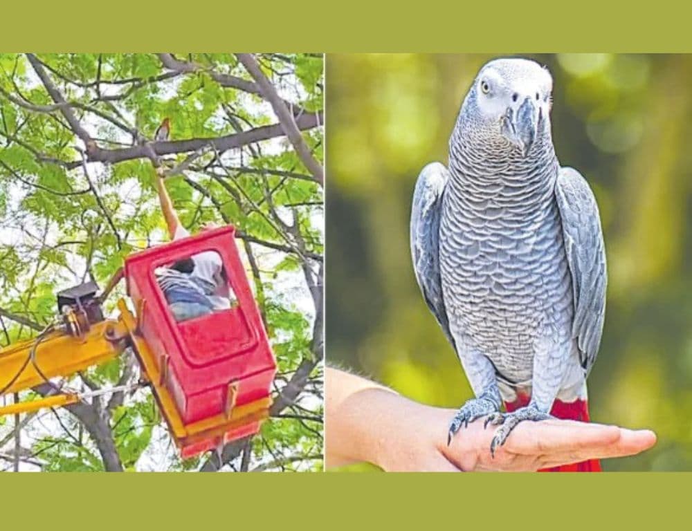 Fire, police, Hydra and GHMC coordinate three-hour rescue of African grey parrot