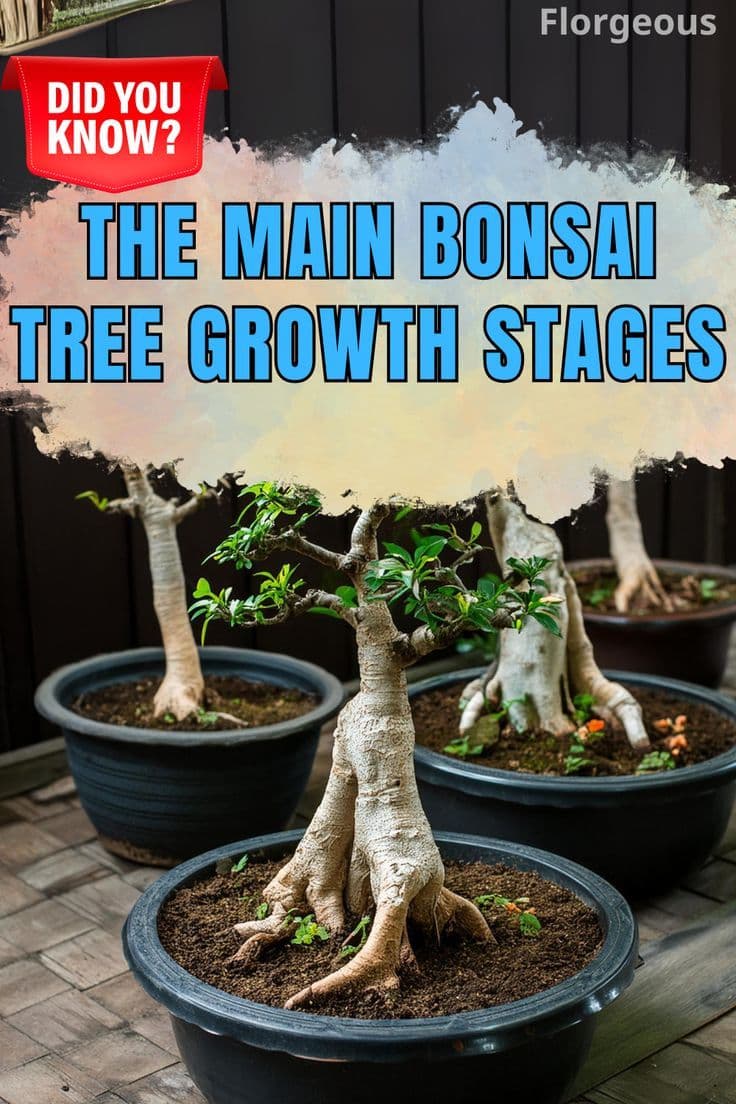 Ficus Bonsai Growth Rates, Key Drivers, and Practical Vigor Controls