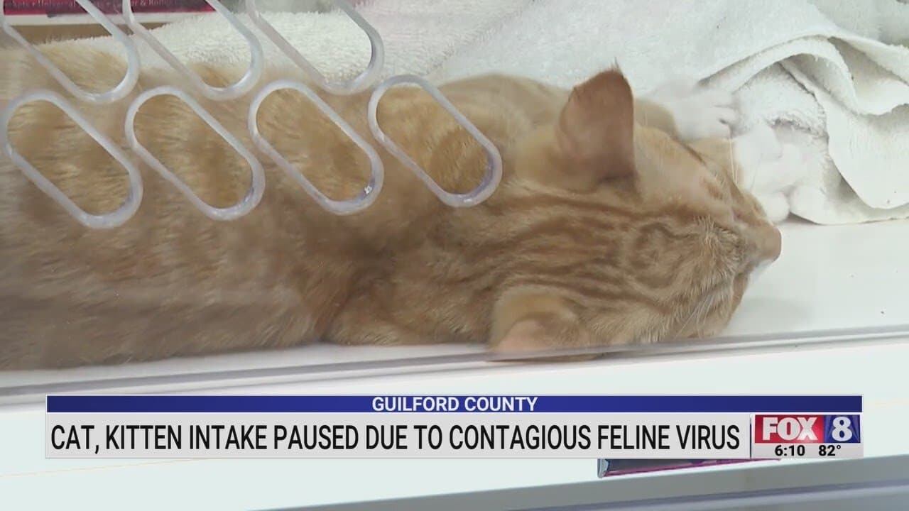 Guilford County Halts Cat Intake After Feline Virus Cases