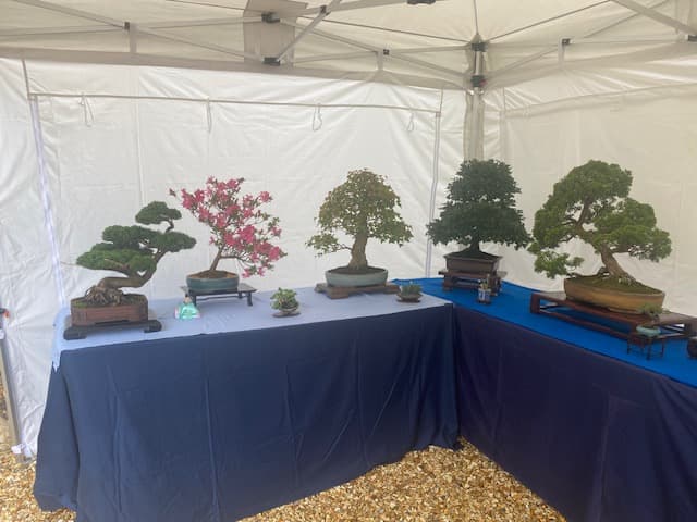 Swindon bonsai club draws crowds at Shilton Open Gardens