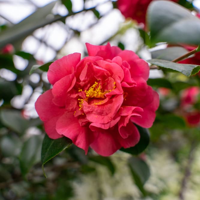 Camellia Show January 23 Features Hands-On Dwarf Camellia Bonsai Workshop