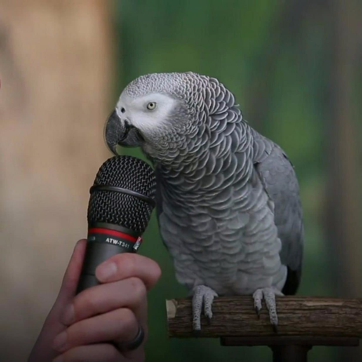 African Grey Parrot Mocks Sick Owner's Coughs and Sneezes with Perfect Comic Timing