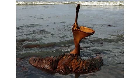 Oil slick traps wildlife on Iran’s Shidvar island sanctuary