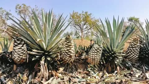 India’s agave spirits boom taps local plants and premium tastes