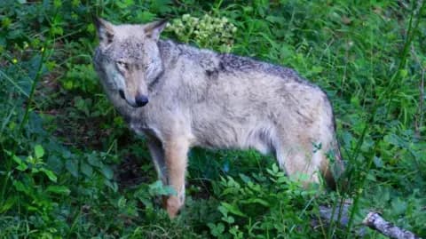 Suspected poisonings kill 18 wolves in central Italy park