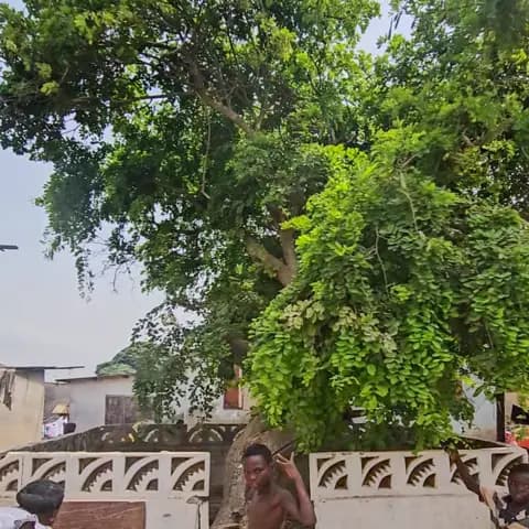 Oral history links Ghanaian family roots to 13th-century tree in fishing town