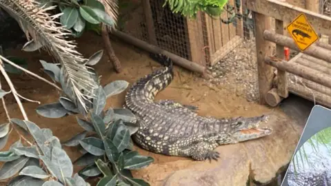 Boy remains critical after crocodile attack at Cambridgeshire zoo