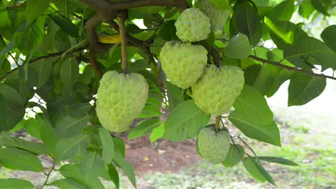 India’s drought-hardy custard apple gains with better shelf life