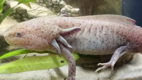 Girl finds first wild axolotl ever documented in the UK