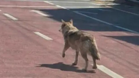 AI-Faked Wolf Sighting Misled Daejeon Search, Man Arrested