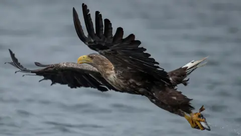 Exmoor eagle reintroduction plan sparks livestock fears among farmers