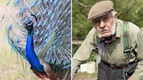 Peacock terrorizes Suffolk farm chickens before being captured safely
