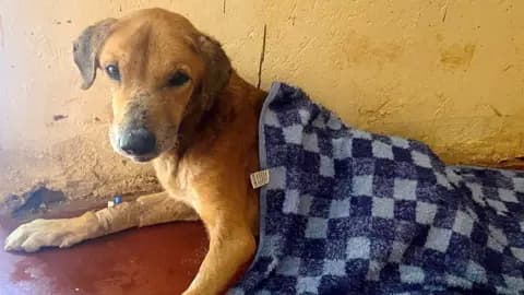 BBC uncovers Ugandan dog rescue scam draining overseas donations