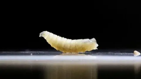 Texas calf infected with New World screwworm, first U.S. case since 1966