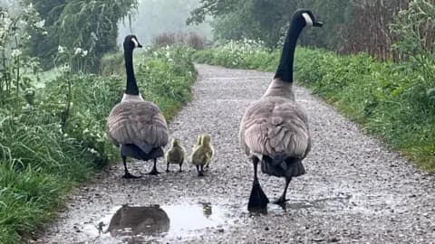 UK Bank Holiday Turns Unsettled, Heavy Showers and Thunder Expected