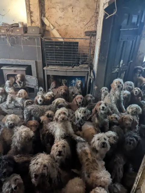 RSPCA Rescues More Than 250 Doodle Dogs From Squalid Nottingham Home