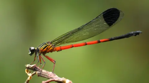 Study Finds Sharp Decline in Western Ghats Dragonfly, Damselfly Species