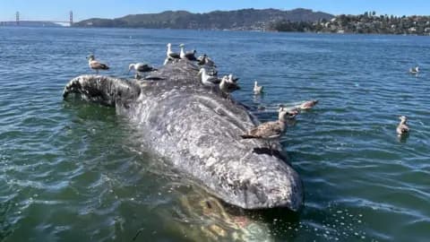 Gray whales are entering San Francisco Bay more often, and dying there