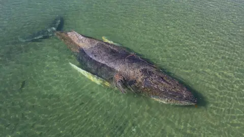 rescued humpback whale found dead off Denmark, officials confirm