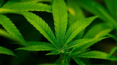 Trump administration moves marijuana to Schedule III for research, access