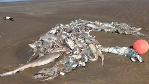 Dead dogfish wash up on Welsh beaches, officials blame discarded catch