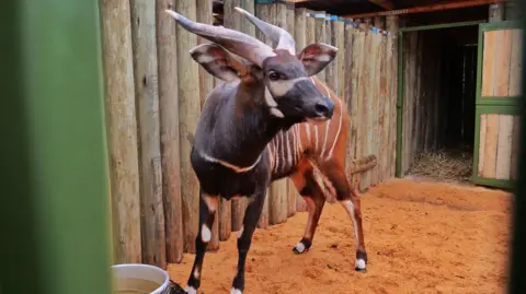 Kenya welcomes rare mountain bongos home in conservation milestone