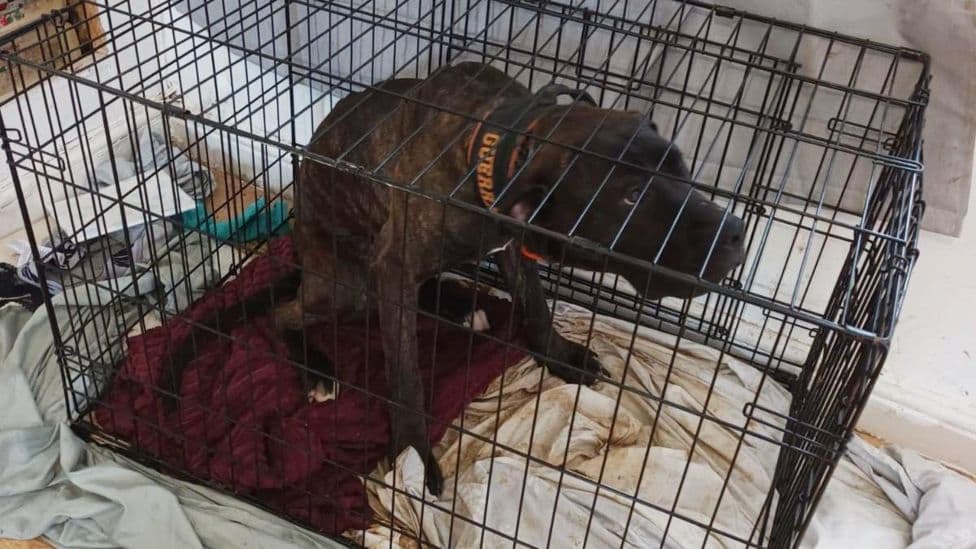 Spring Hill Couple Gordon, Vara Charged in Animal Cruelty Over Malnourished Dogs